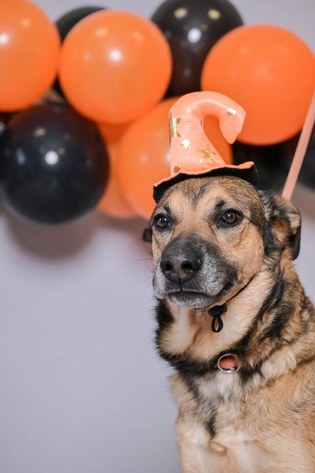 Sklonište u Dumovcu poziva na posebno jesensko udomljavanje pasa i mačaka