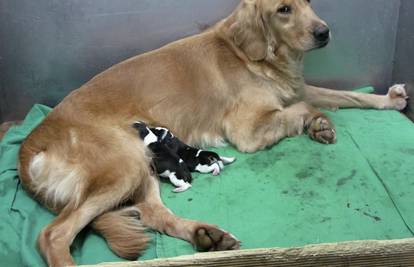 Retriverica je zamjenska majka kloniranim psićima