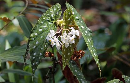 Polka Dot Begonia: Dizajneri interijera obožavaju ovu biljku