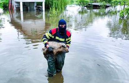 Vatrogasac kod Karlovca spasio praščića iz poplave: 'Bio je na kraju ulice, uplašen. Ali miran'