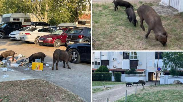 VIDEO Svinje doručkovale u Poreču: 'Prvo sam mislila da je to pas, kad ono, tri praščića'