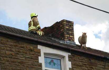 Ovca ''zapela'' na krovu kuće, iz nevolje ju spasili vatrogasci