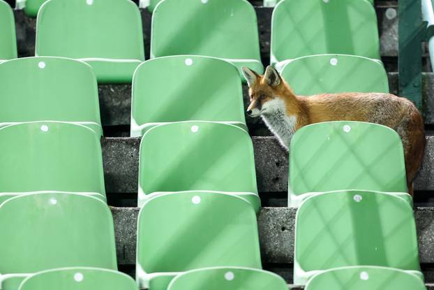 Sarajevo: Lisice pratile trening nogometaša BiH na stadionu Koševo