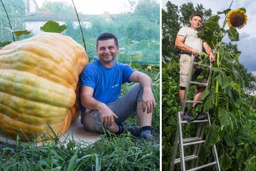 Gigantsko bilje u Lovasu: Kruni u vrtu narastao suncokret od 5 metara, bundeva od 300 kila...