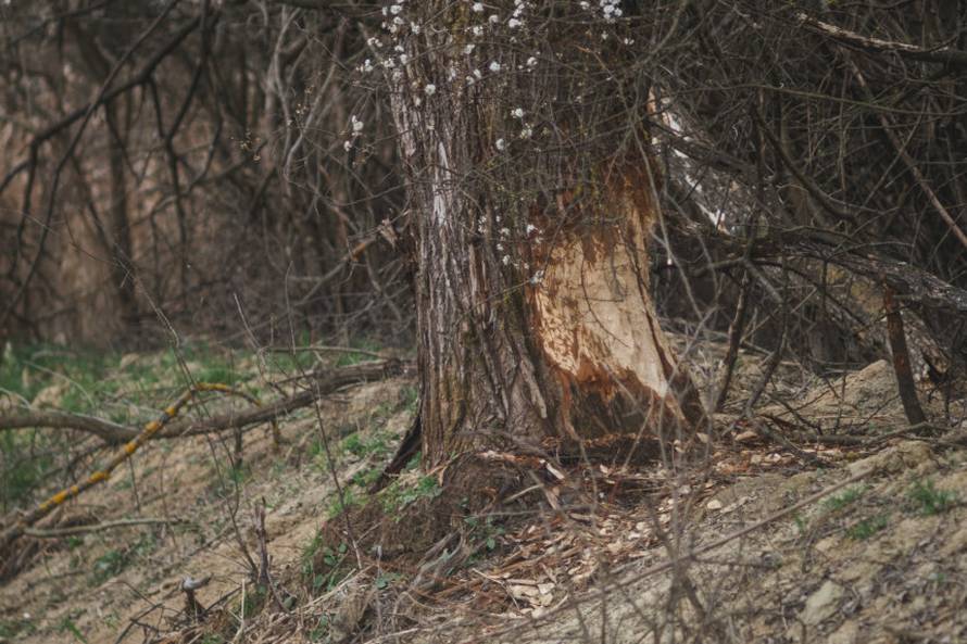 Dabrovi u Novom Marofu rade probleme: 'Ukrali su 200 letvi radnicima i odnijeli ih u potok'