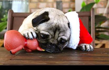 Uvijek vas je zanimalo kako psi slave Božić? Pogledajte video