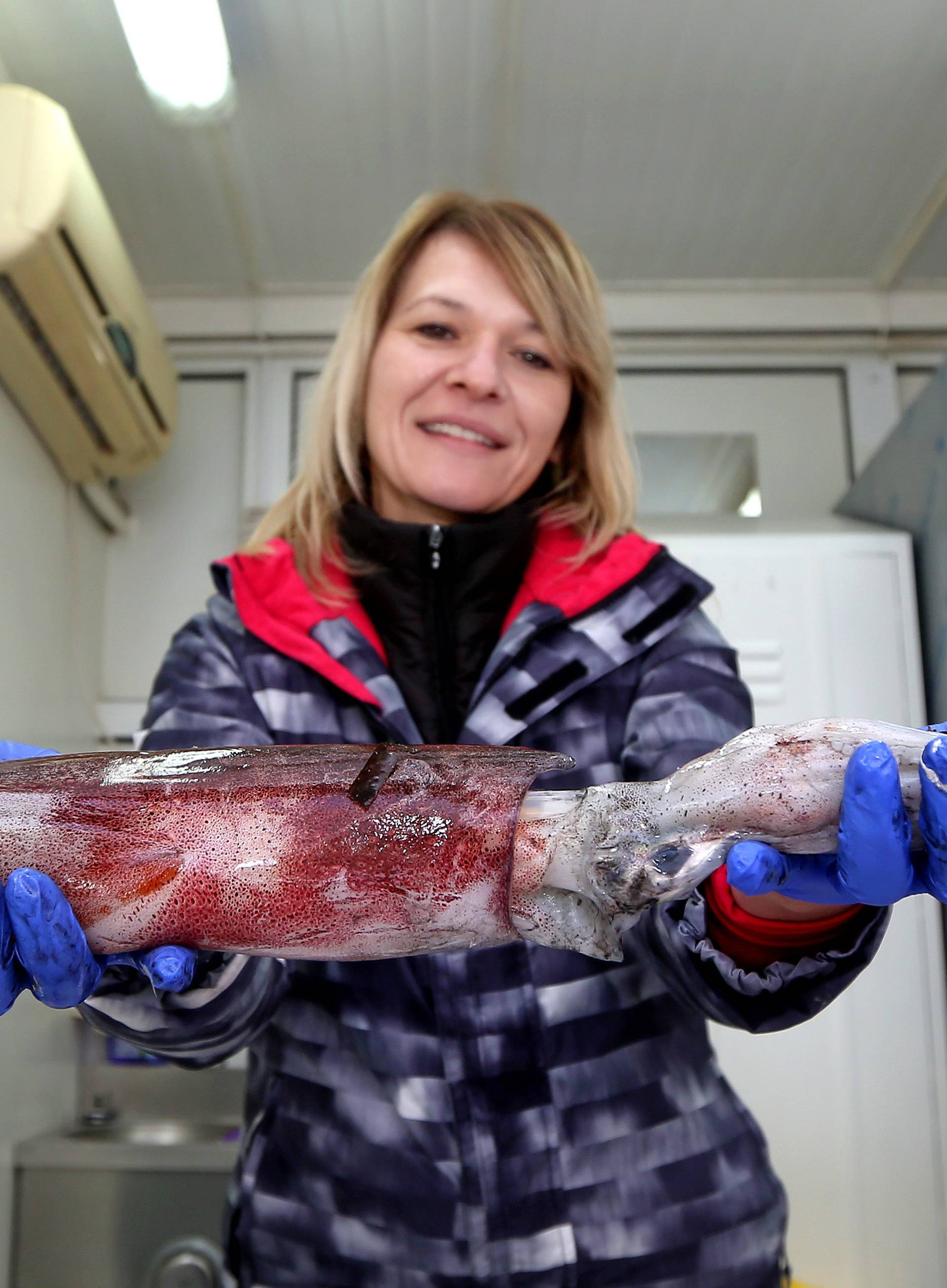 Å ibenik: U Jadranu se pojavile velike lignje teÅ¾ine preko 1 kilograma