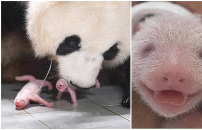 FOTO Preslatko! Velika panda prvi put okotila blizanke u Južnoj Koreji: 'Iskazuje ljubav'