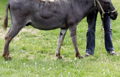 Dalmatinski jahač u Prugovu: Naučio psa da jaše - magarca 