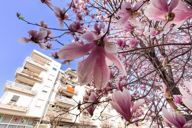 Magnolije u cvatu u Opuzenu