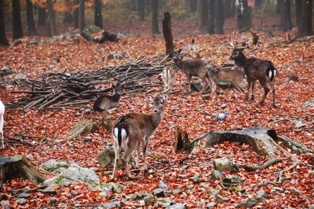Delnice: Jeleni lopatari u park šumi Japlenški vrh