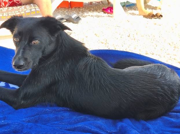 SUPER FOTKE vaših ljubimaca! Neki bi mogli biti viralni hit, ali svi su jednostavno neodoljivi