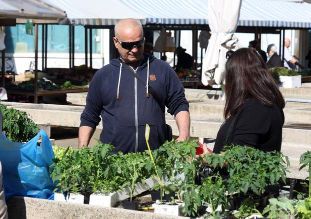 Šibenik: Bogata ponuda sadnica raznog povr?a