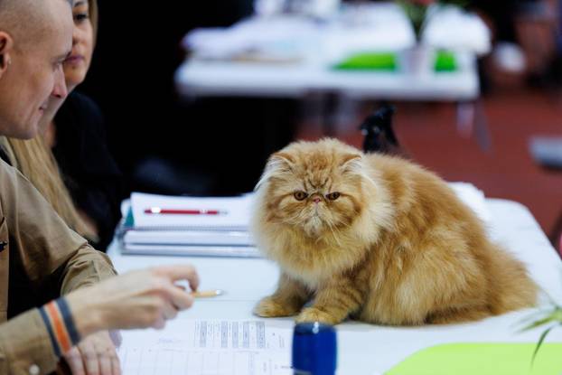 U Rijeci se održava Međunarodna izložba mačaka