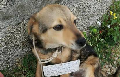 Sramota u Primoštenu: Psića ostavili s ceduljicom oko vrata