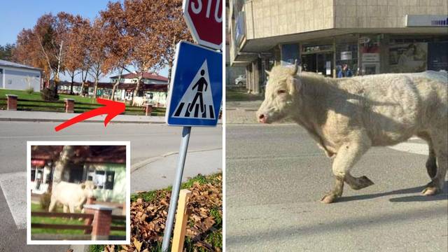 Odbjegli bik Joza opet u Slatini: Javite se policiji kad ga vidite!