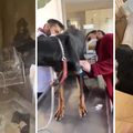 Čudo u Turskoj: Nakon 28 dana spasioci iz ruševina izvukli kujicu Silu i njena tri štenca