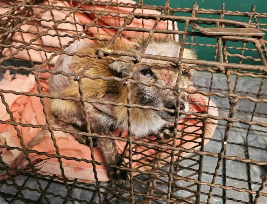 Sjećate li se bolesnog lisca iz Zagreba? 'Oporavio se, pustili smo ga u prirodu. Traži družicu'