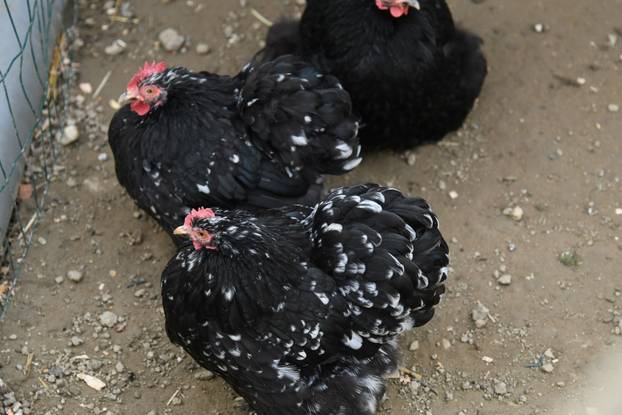 Neobične kokoši u Zvijercima kod Bjelovara nesu jaja u raznim bojama