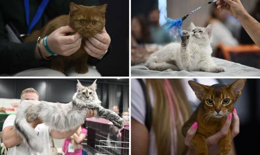 FOTO Mjau, mjau! U Zagrebu počela velika izložba mačaka: U rasporedu i modna revija maca