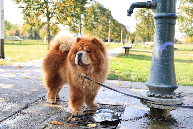 Zagreb: Diljem Zagreba osvanule posudice za pse