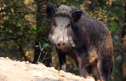 Nesvakidašnja akcija u Crikvenici: Grad s lovcima organizira tjeranje divljih svinja