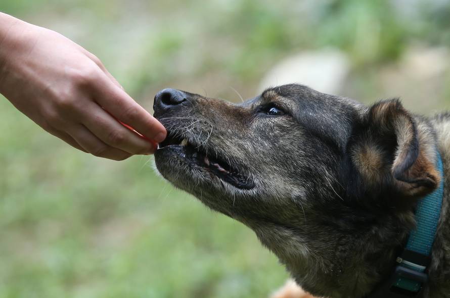 Prvi u Hrvatskoj: 'Udomite, a mi vam plaćamo troškove...'