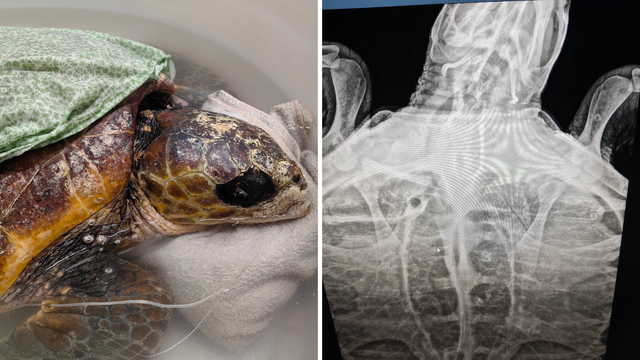 Glavata želva Elpsi progutala ribarsku udicu, liječe je u Puli