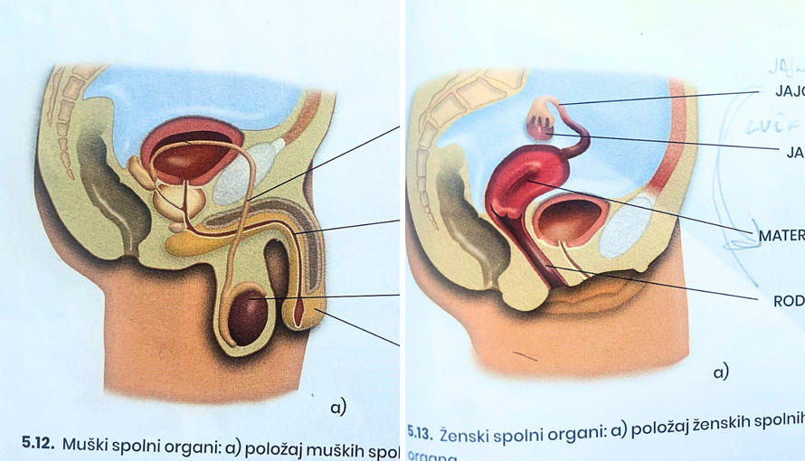 Ovo je udžbenik za 6. razred, pogledajte kako su prikazali muški, a kako ženski organ!