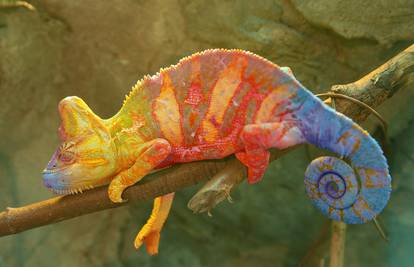 Kameleoni: Čudesni gmazovi mijenjaju boju za šest sekundi