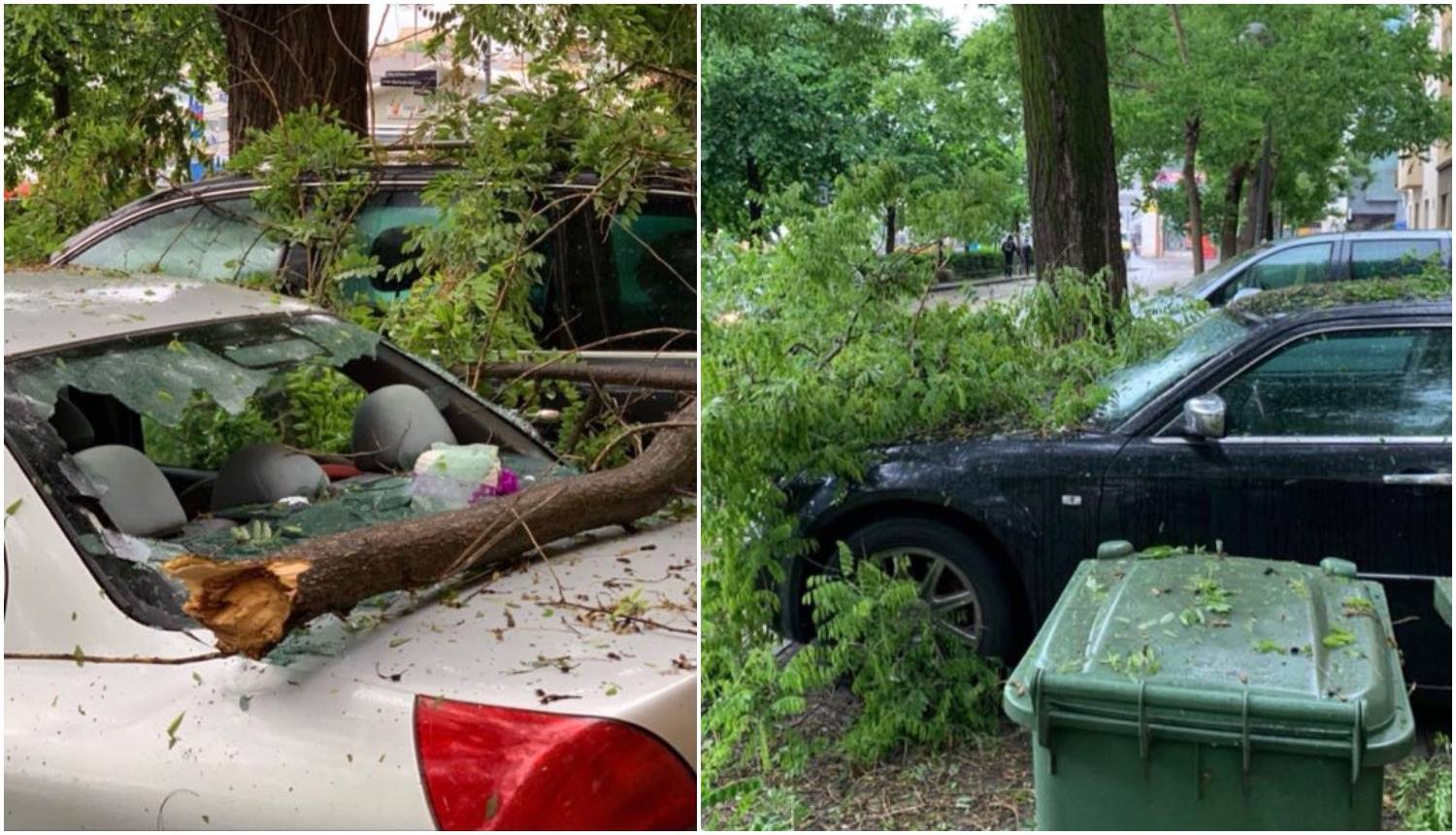 Šteta nakon oluje: Drvo vam je palo na auto? Evo što napraviti