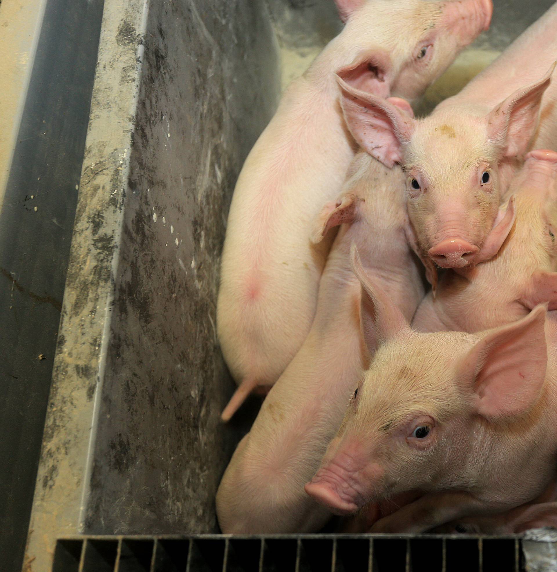Srbija zabranila uvoz mesa iz Mađarske zbog afričke kuge