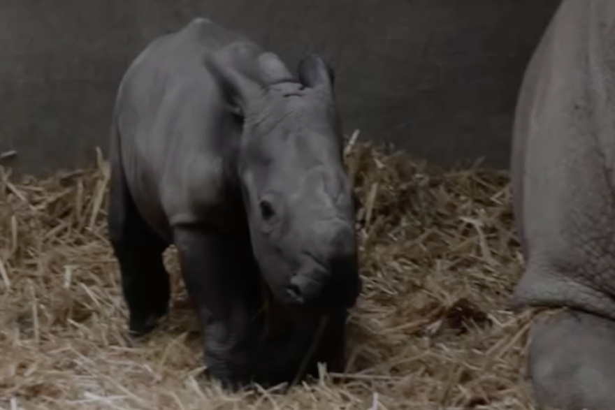 Beba nosorog iznenadila čuvare zoološkog