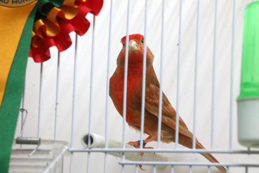 [TOP 3 VIJESTI DANA] Kanarinac Zlatko iz Mošćeničke Drage najljepši na svijetu: ‘Gledaju boju, perje, ali i da nema iskrivljene prste...'