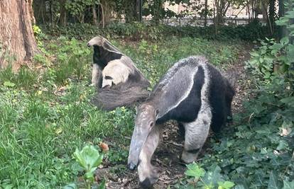 Divovskoj mravojedici u ZOO stigao mlađi dečko iz Češke: 'Bila je to ljubav na prvi pogled'