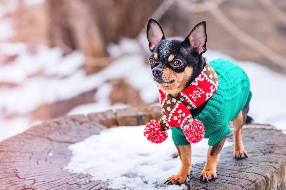 Chihuahua,Dog,In,A,Winter,Scarf,In,Winter,In,Snowy