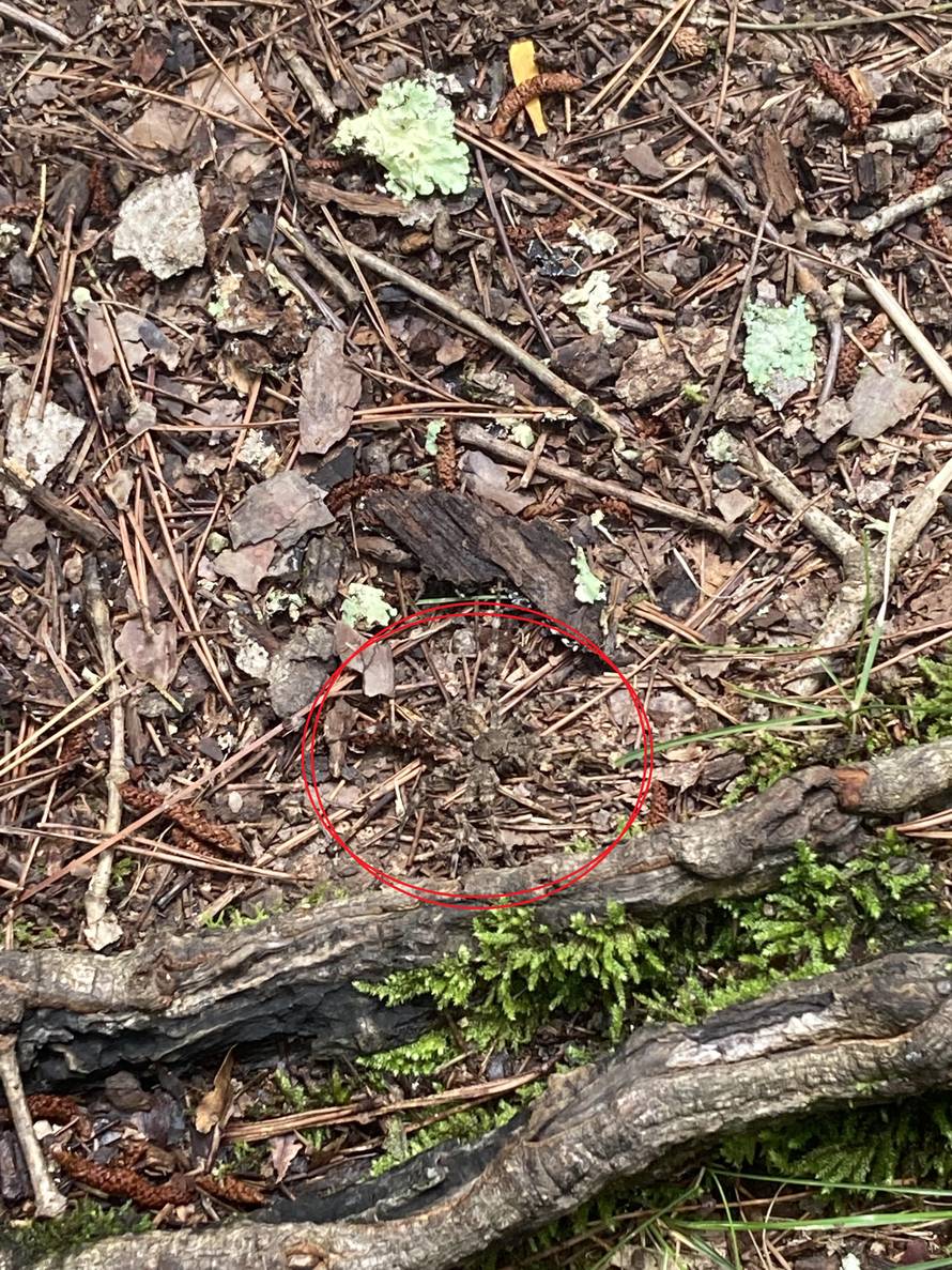 Test za oko sokolovo: Možete li pronaći golemog pauka koji se skriva na ovoj fotografiji?