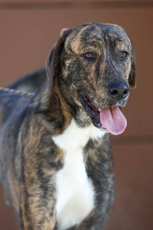 Zagreb: Psi u skloništu u Dumovcu 