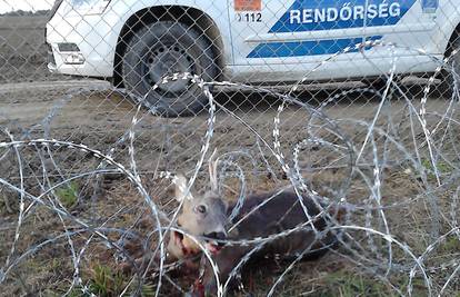 Strava na granici: U Orbanovoj žici stradaju i nevine životinje
