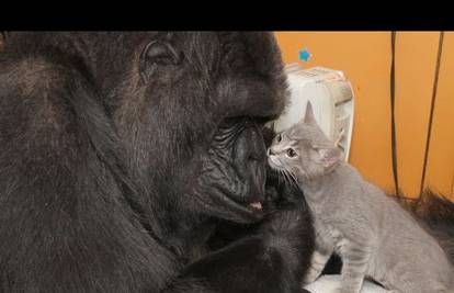 Koko i njene bebe: Ogromna gorila usvojila je dva mačića