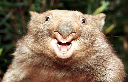 Muškarac prijavio policiji da ga je silovao wombat