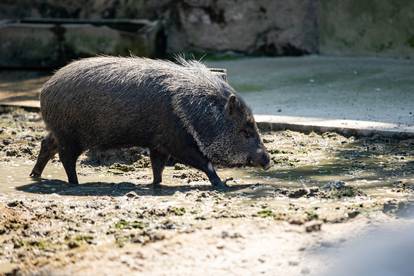 Pogledajte kako izgleda ljeto u zagrebačkom Zoološkom vrtu