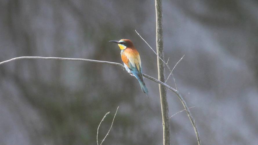 Koprivnica: U pješ?anom zidu obale rijeke Drave gnijezde se bregunice i p?elarice