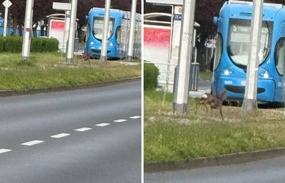 Srndač jurio Zagrebom! Trčao po pruzi pa zbunio vozače i pješake