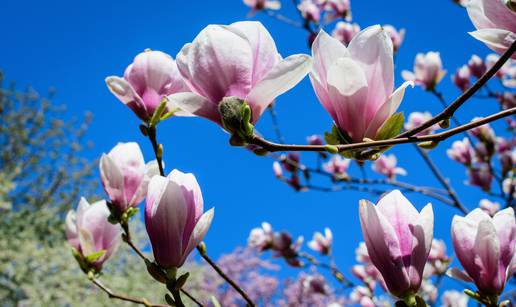 Trikovi uz koje će magnolija uspješno cvjetati sve do rujna