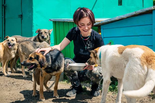 Dog,At,The,Shelter.,Animal,Shelter,Volunteer,Takes,Care,Of