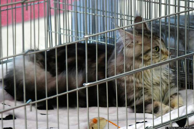 Otvorena revijalna izložba mačaka u Sisku 