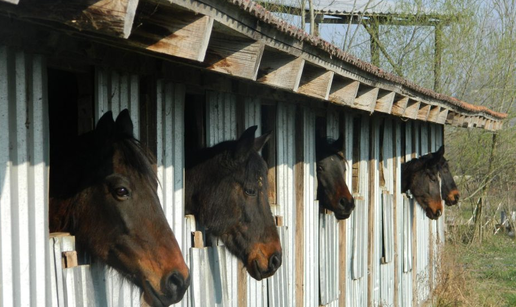 Konji umiru od gladi, a vlasnik prijeti: Gađat ću vas kamenjem