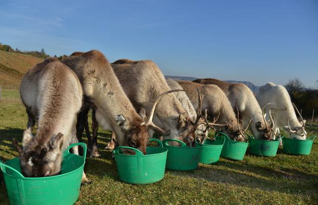 Reindeer in Niederhausen