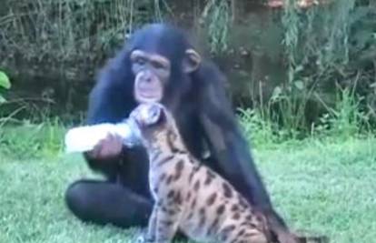 Čimpanza Varli i maleni ris nerazdvojni su prijatelji